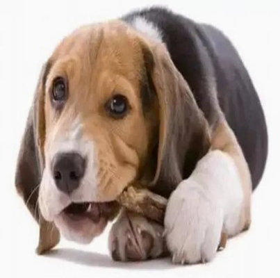 100KW Pet Chews Production Line For Dogs' Teeth Health